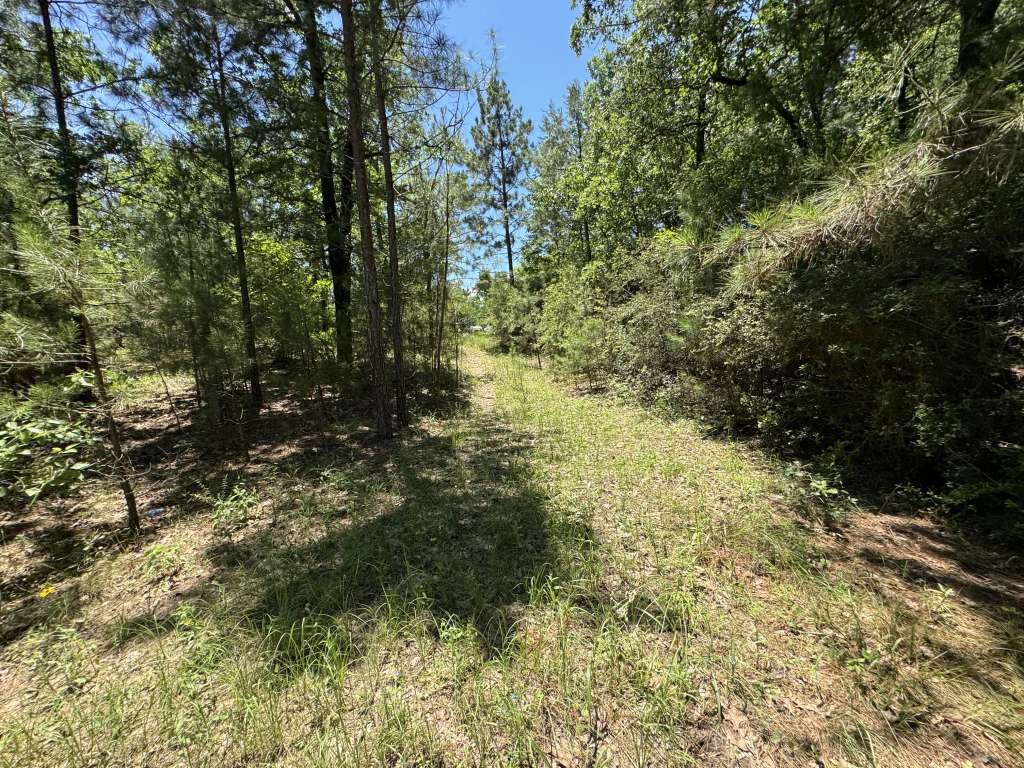 233 Flynn Lane Trinity, TX 75862 - Photo 4 of 4 a view of a yard with plants and large trees