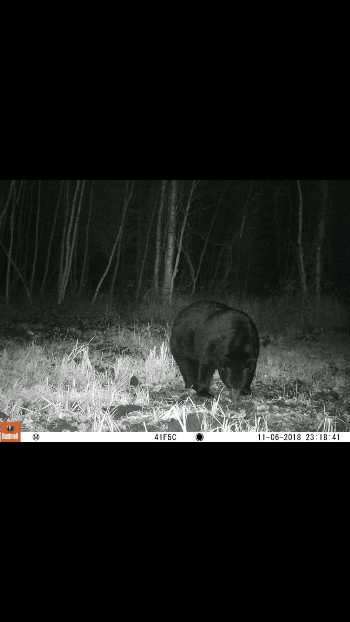 40-acres Tolan Road Spruce, MI 48762 - Photo 19 of 95 Gallery Image 19