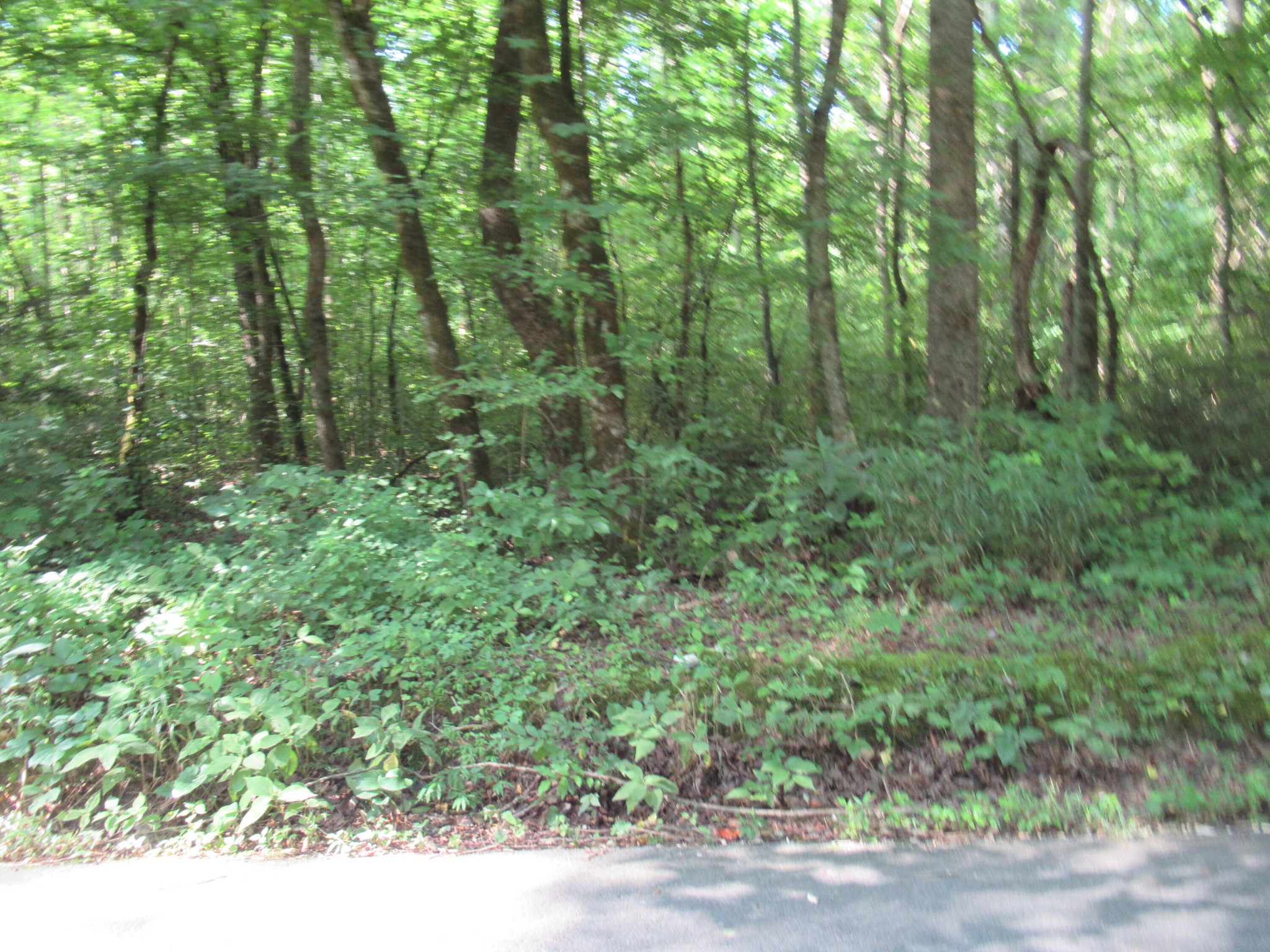 4 Rocky Flats Road Cosby, TN 37722 - Photo 6 of 18 a view of a forest with trees in the background