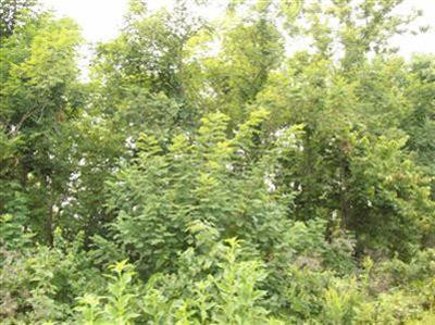 5 Pea Ridge Road Stamping Ground, KY 40379 - Photo 3 of 9 Photo 3