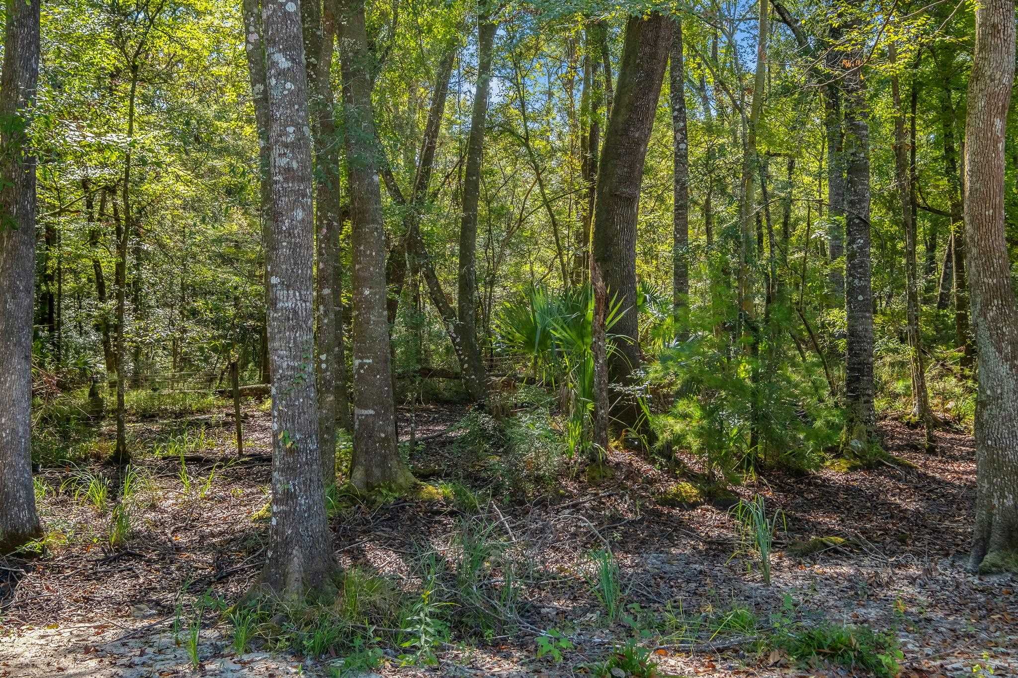 293 River Plantation Road Crawfordville, FL 32327 - Photo 19 of 59