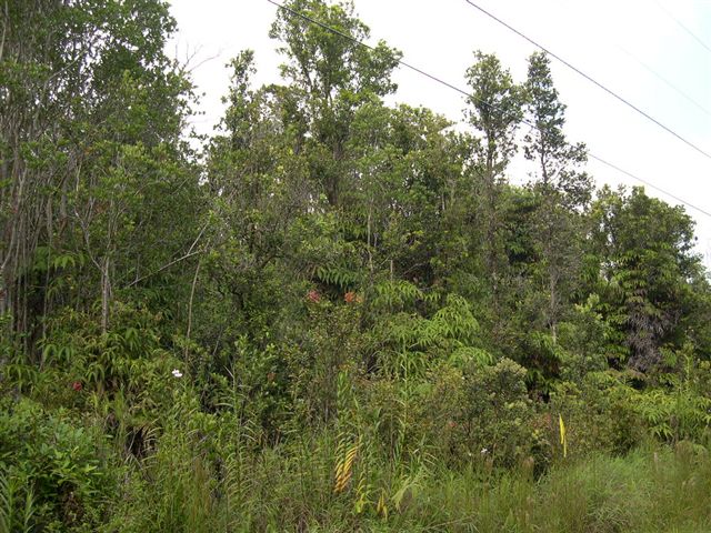 57 Kokokahi Road Mountain View, HI 96771 - Photo 1 of 8 Gallery Image 1