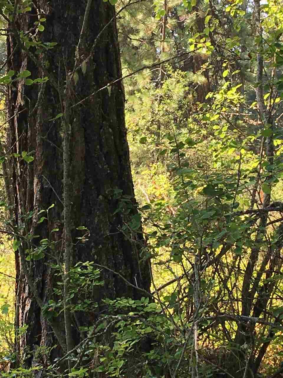 South Leclerc Road South Usk, WA 99180 - Photo 7 of 18 Gallery Image 7