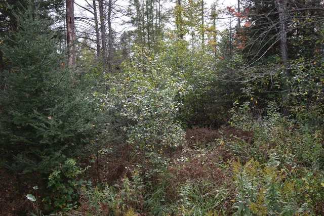 $154,900 | 8 Old Highway 8, Laona, WI 54541