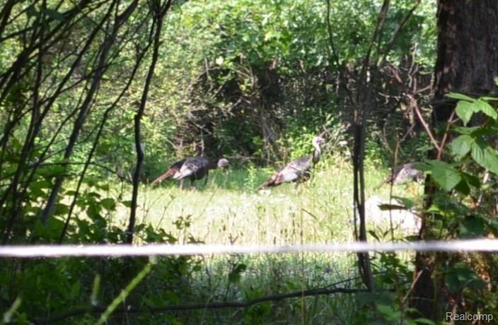 15098 Eddy Lake Road Fenton, MI 48430 - Photo 57 of 84 Gobble Gobble!