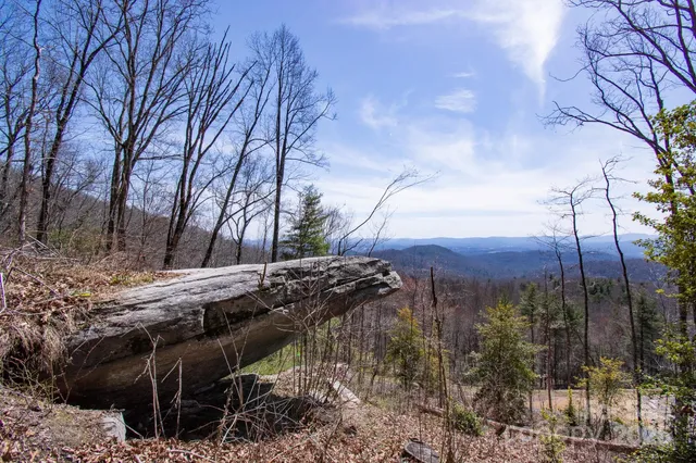 a street view with large trees