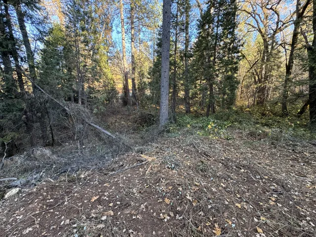 a view of a forest with trees in the background