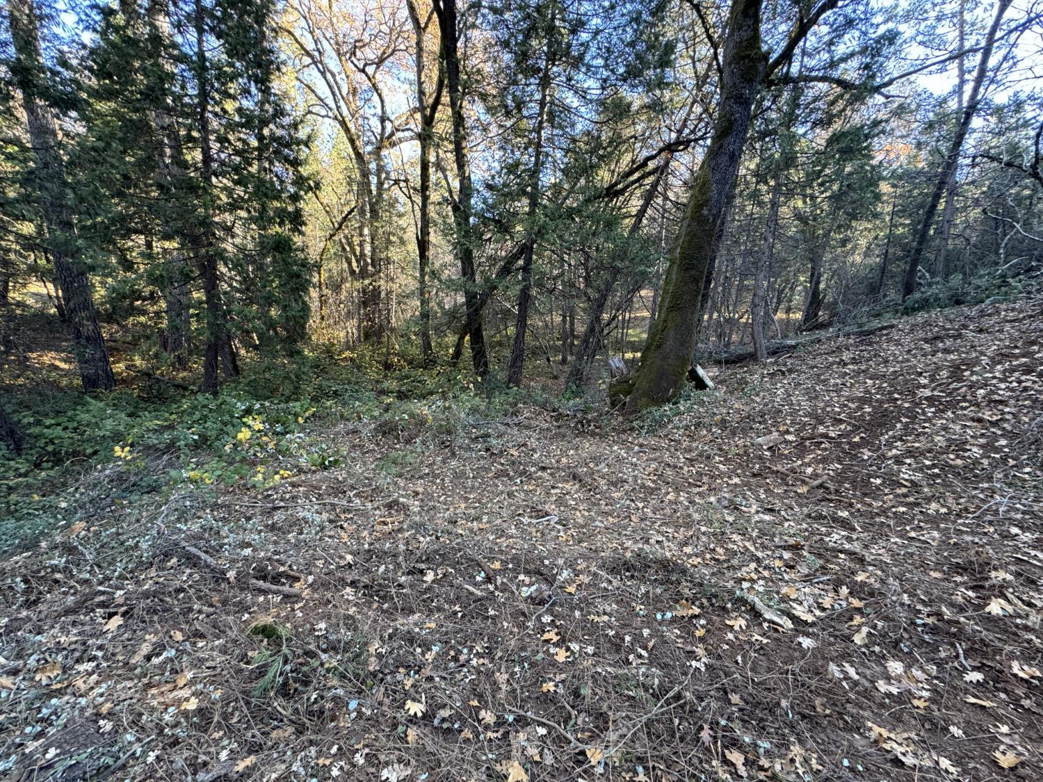0 Sly Park Road Placerville, CA 95667 - Photo 2 of 12 a big yard with lots of green space