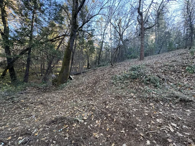 a view of a forest filled with trees