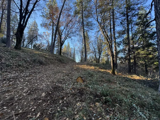 a view of a yard with plants and trees