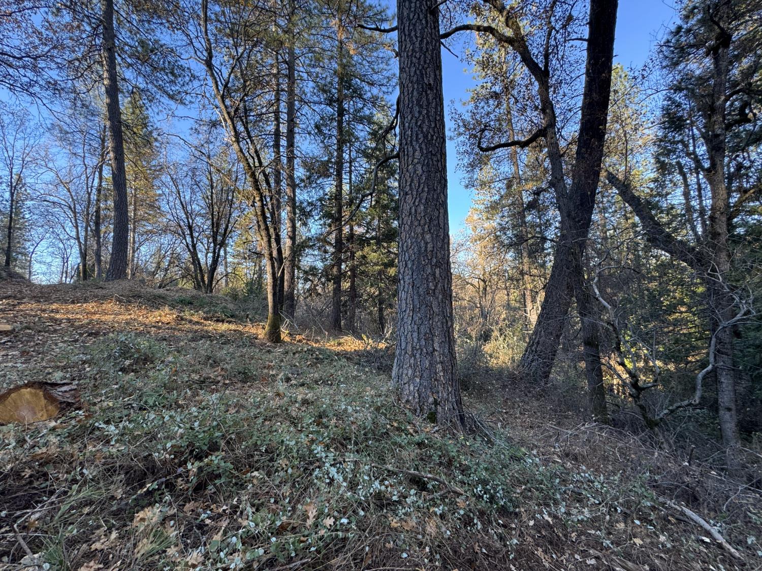 0 Sly Park Road Placerville, CA 95667 - Photo 5 of 12 a view of a trees with a tree