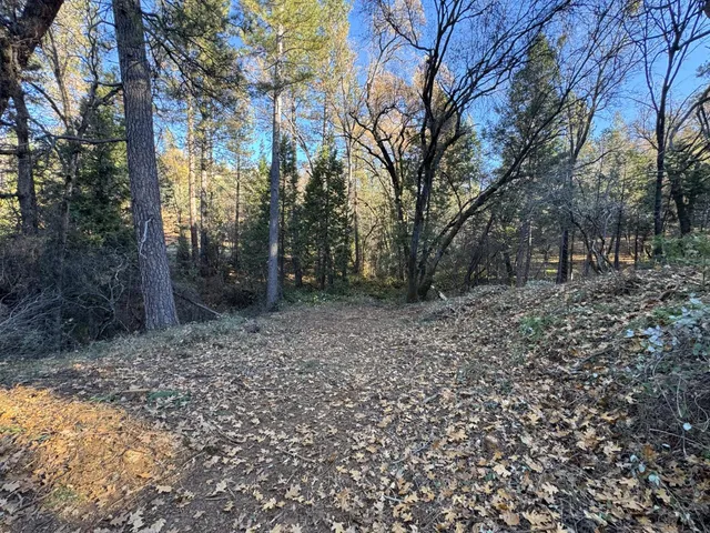 a view of a yard with trees
