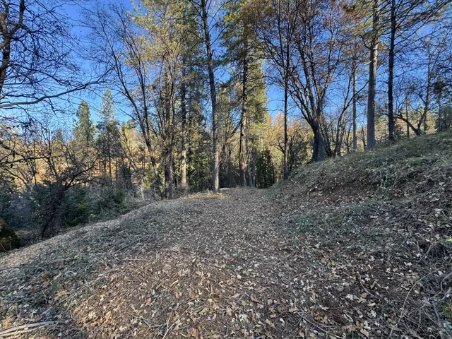 a view of a forest filled with trees