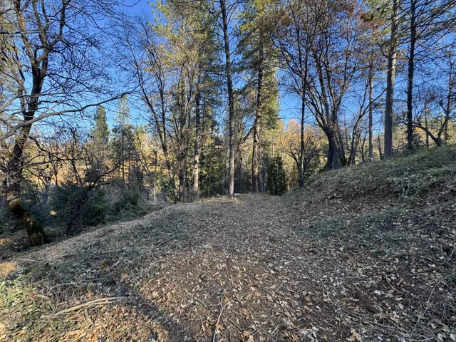 a view of a forest filled with trees