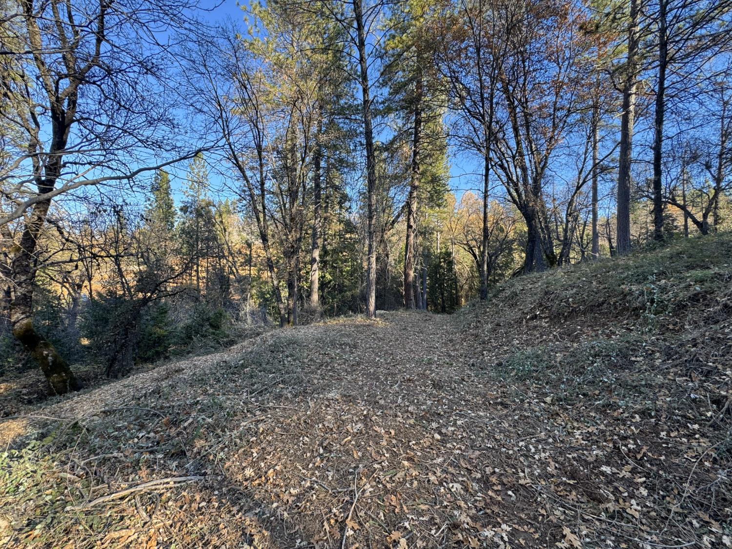 0 Sly Park Road Placerville, CA 95667 - Photo 8 of 12 a view of a forest filled with trees