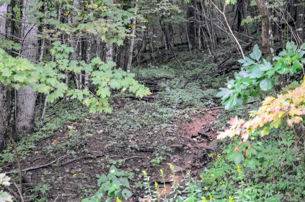 Tbd The Mulberry Cove Road, Unit 14 Boone, NC 28607 - Photo 6 of 11 a plant view in yard