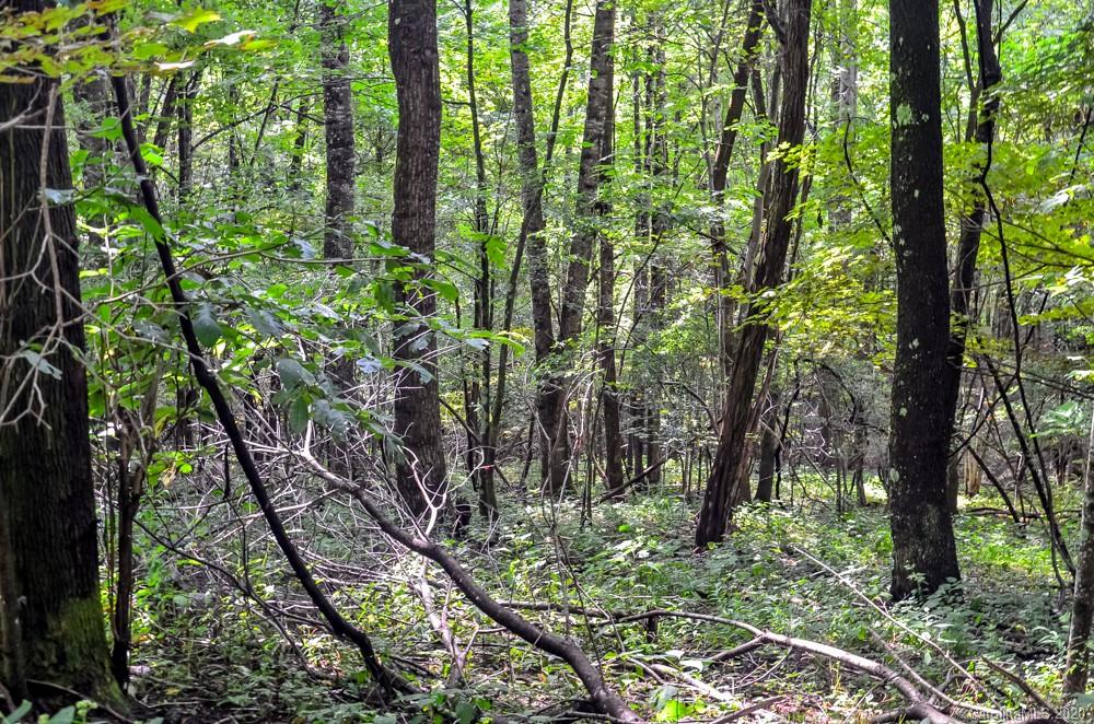 Tbd The Mulberry Cove Road, Unit 14 Boone, NC 28607 - Photo 7 of 11 a view of forest