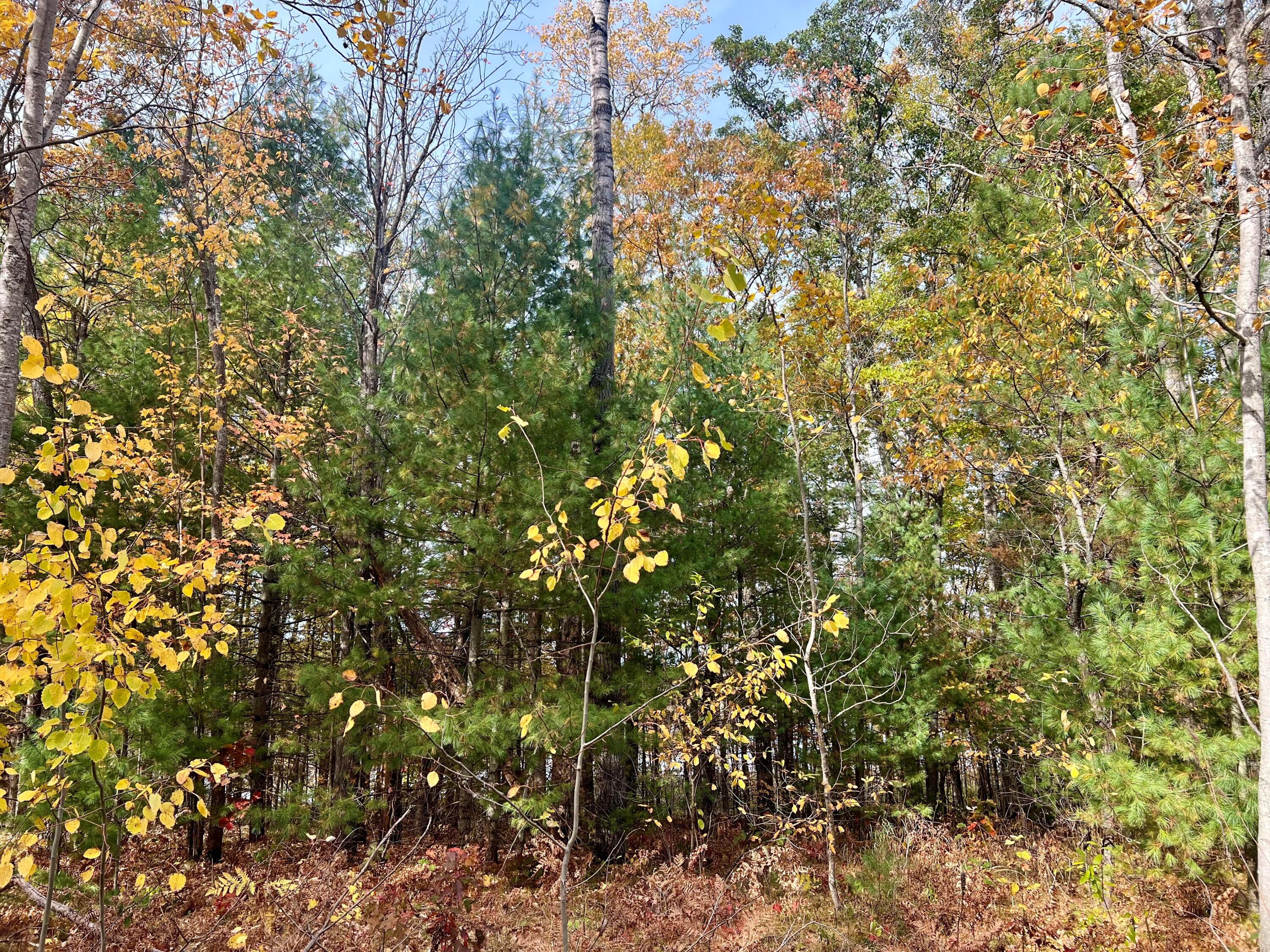 Big Wolf Lake Road Lewiston, MI 49756 - Photo 25 of 28 Gallery Image 25