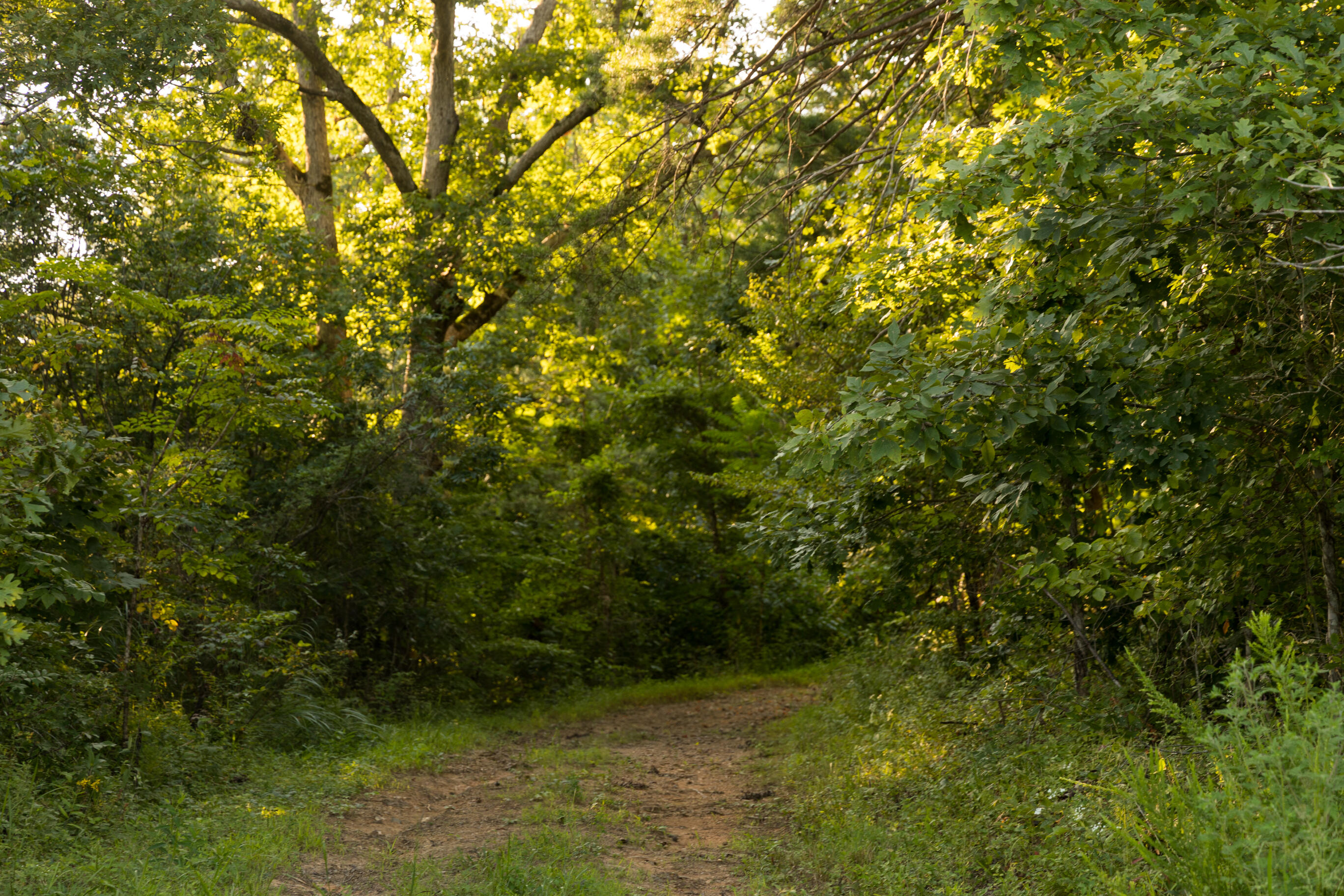 1522 Johnson Fork Road Campton, KY 41301 - Photo 63 of 102 FO7A6158