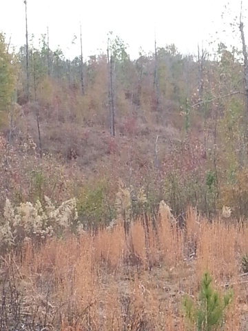 0 Allen Road The Rock, GA 30285 - Photo 1 of 4 Primary Photo