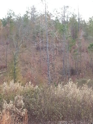 0 Allen Road The Rock, GA 30285 - Photo 3 of 4 Additional Photo