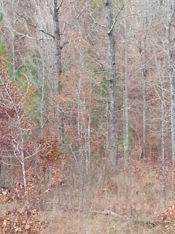 0 Allen Road The Rock, GA 30285 - Photo 4 of 4 Additional Photo