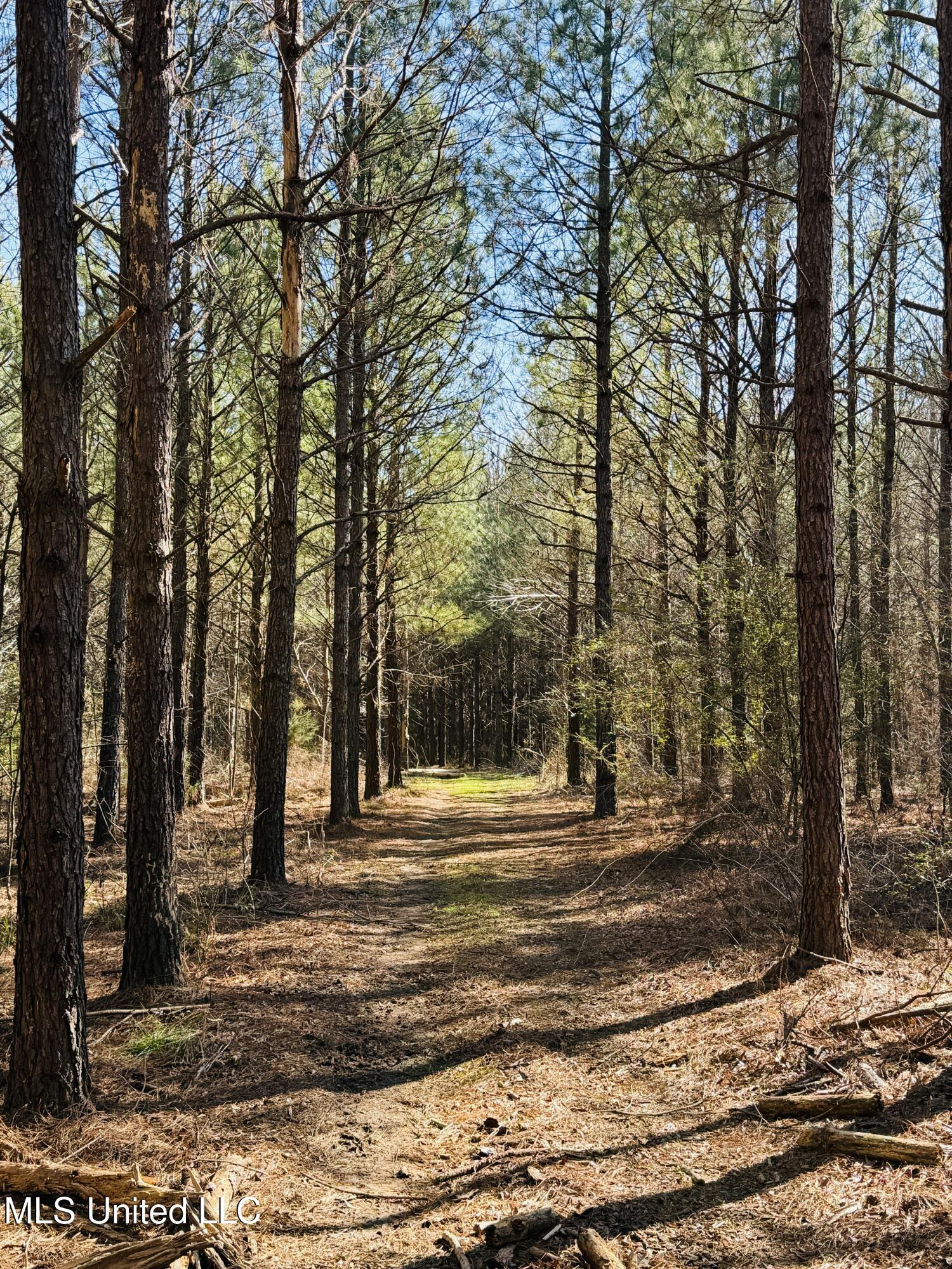 8474 Castalian Springs Road Durant, MS 39063 - Photo 22 of 55 IMG_2469