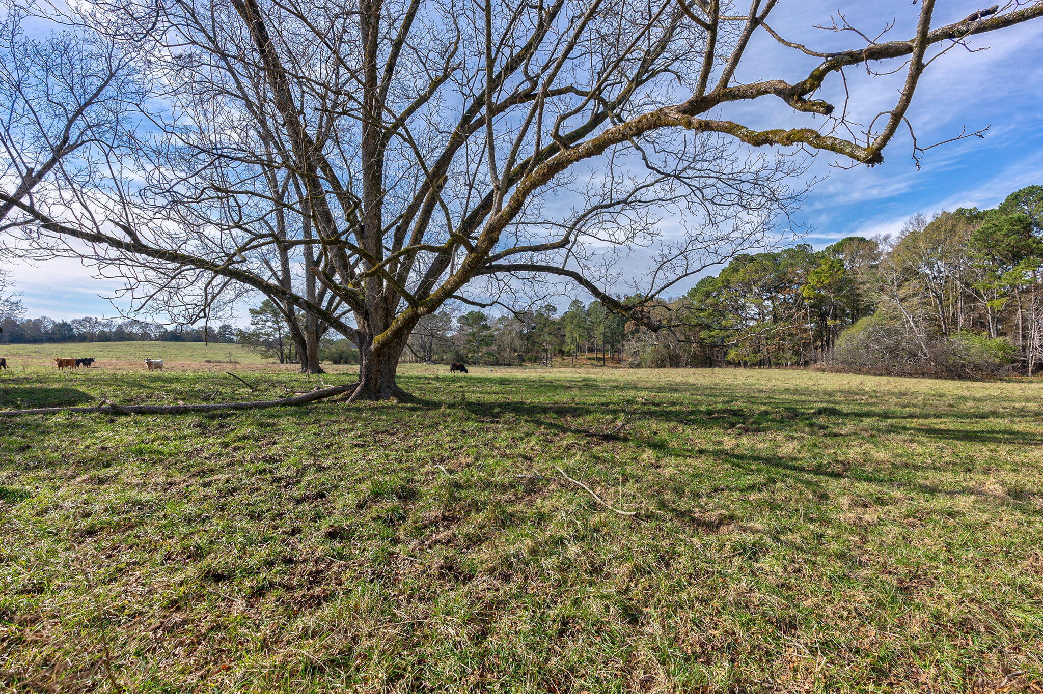 1947 Court Ground Road Rayle, GA 30660 - Photo 3 of 69 3-web-or-mls-2
