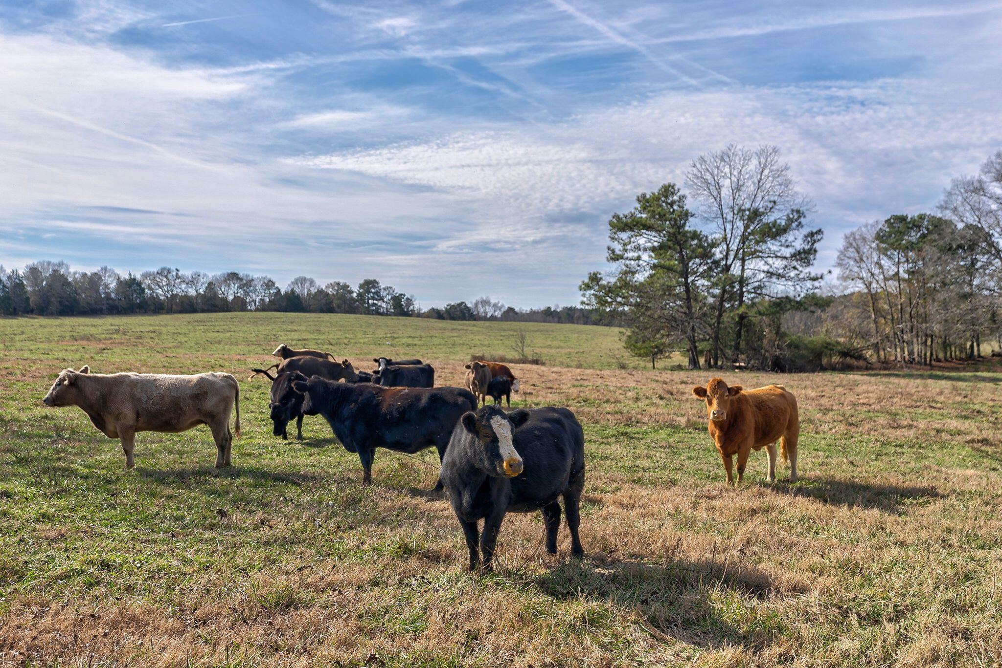 1947 Court Ground Road Rayle, GA 30660 - Photo 8 of 69 8-web-or-mls-7