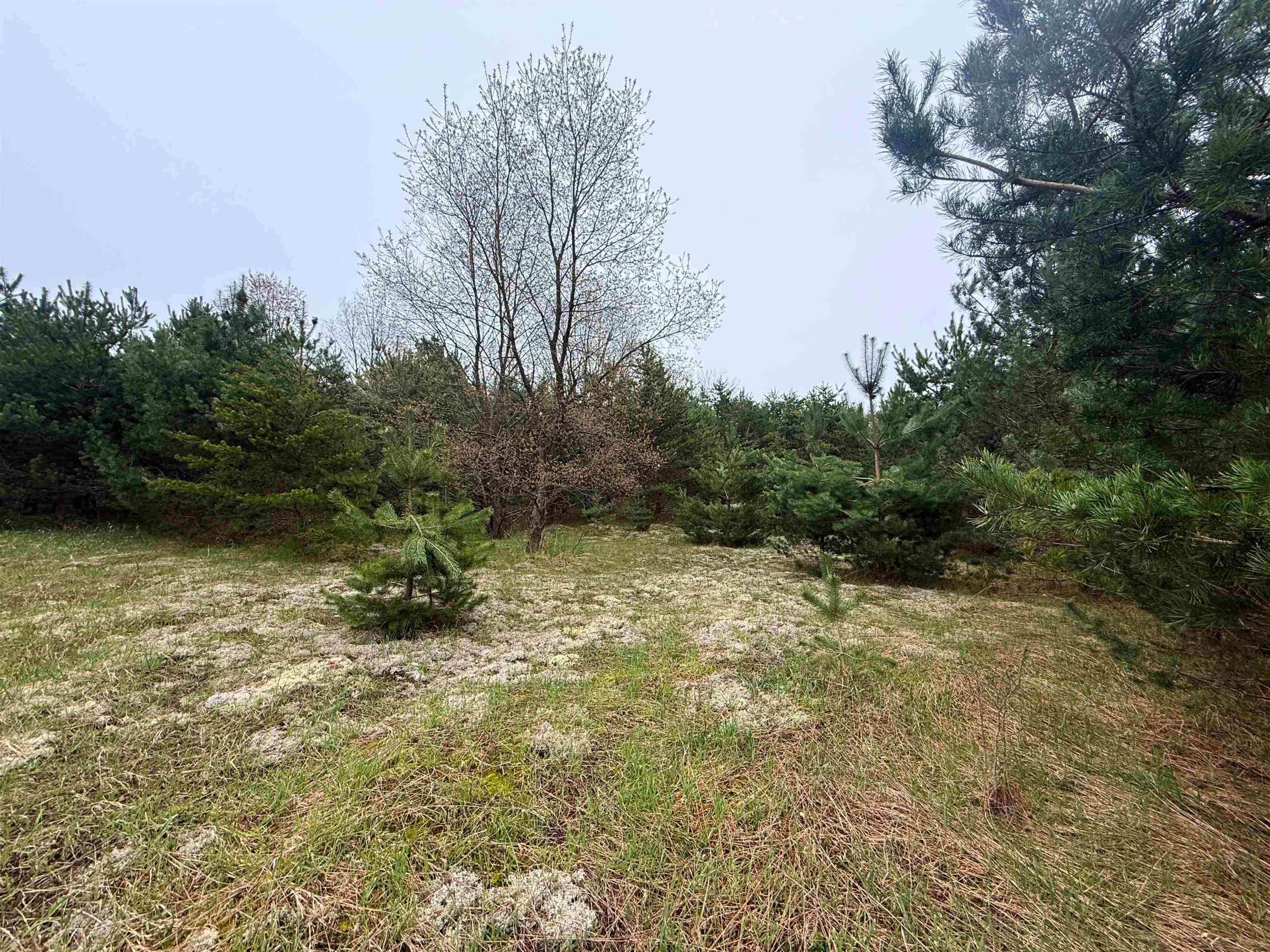 0 West County Line Road, Unit LOT: C Thompsonville, MI 49683 - Photo 16 of 21