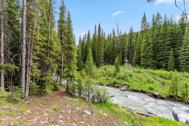 a view of a yard with plants and trees
