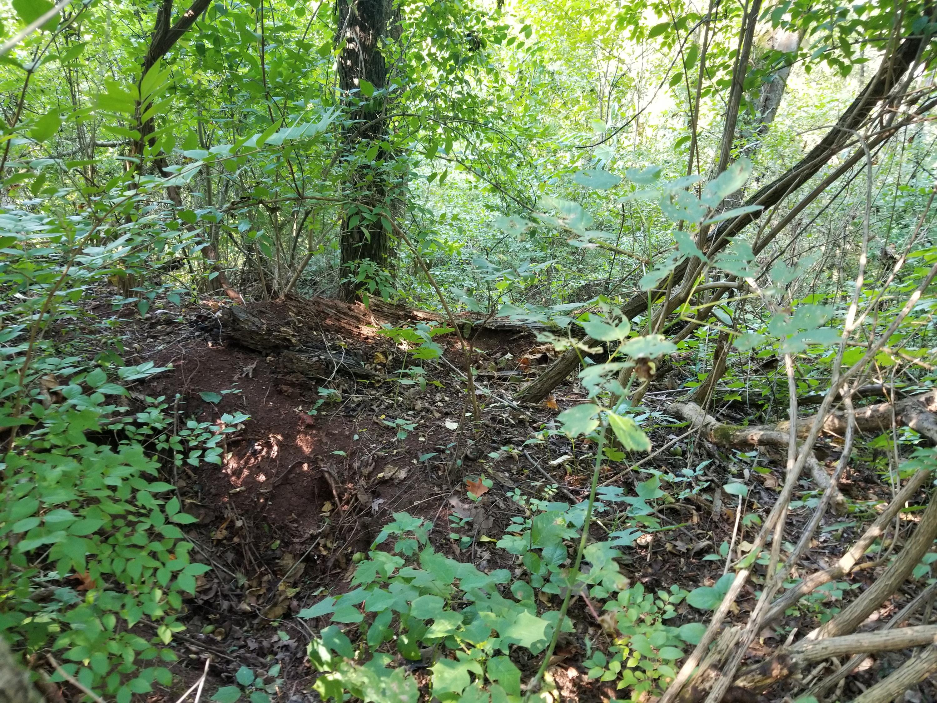 Dunlap Hollow Road Friendsville, TN 37737 - Photo 11 of 21 20200920_154704
