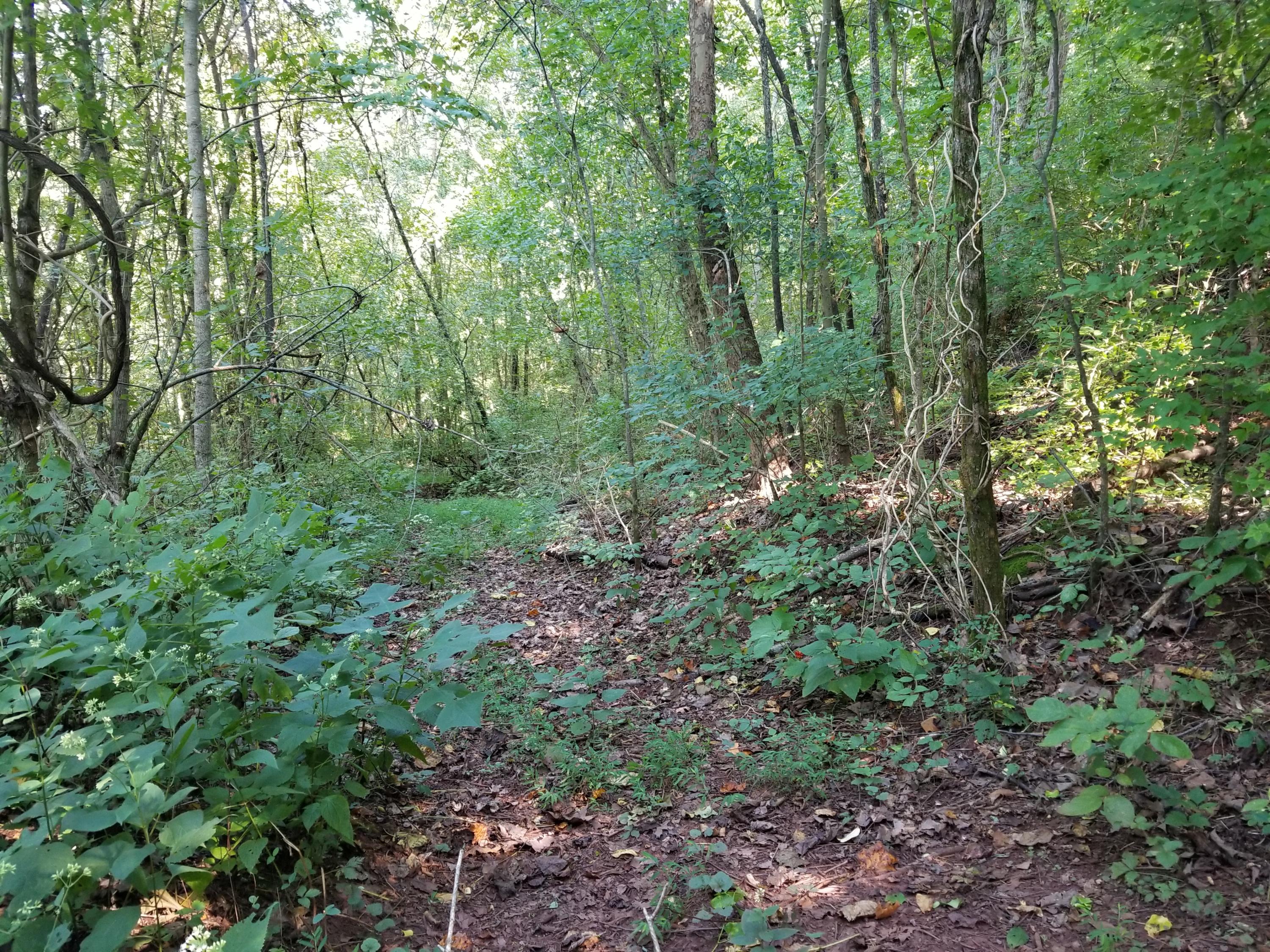 Dunlap Hollow Road Friendsville, TN 37737 - Photo 12 of 21 20200920_154715