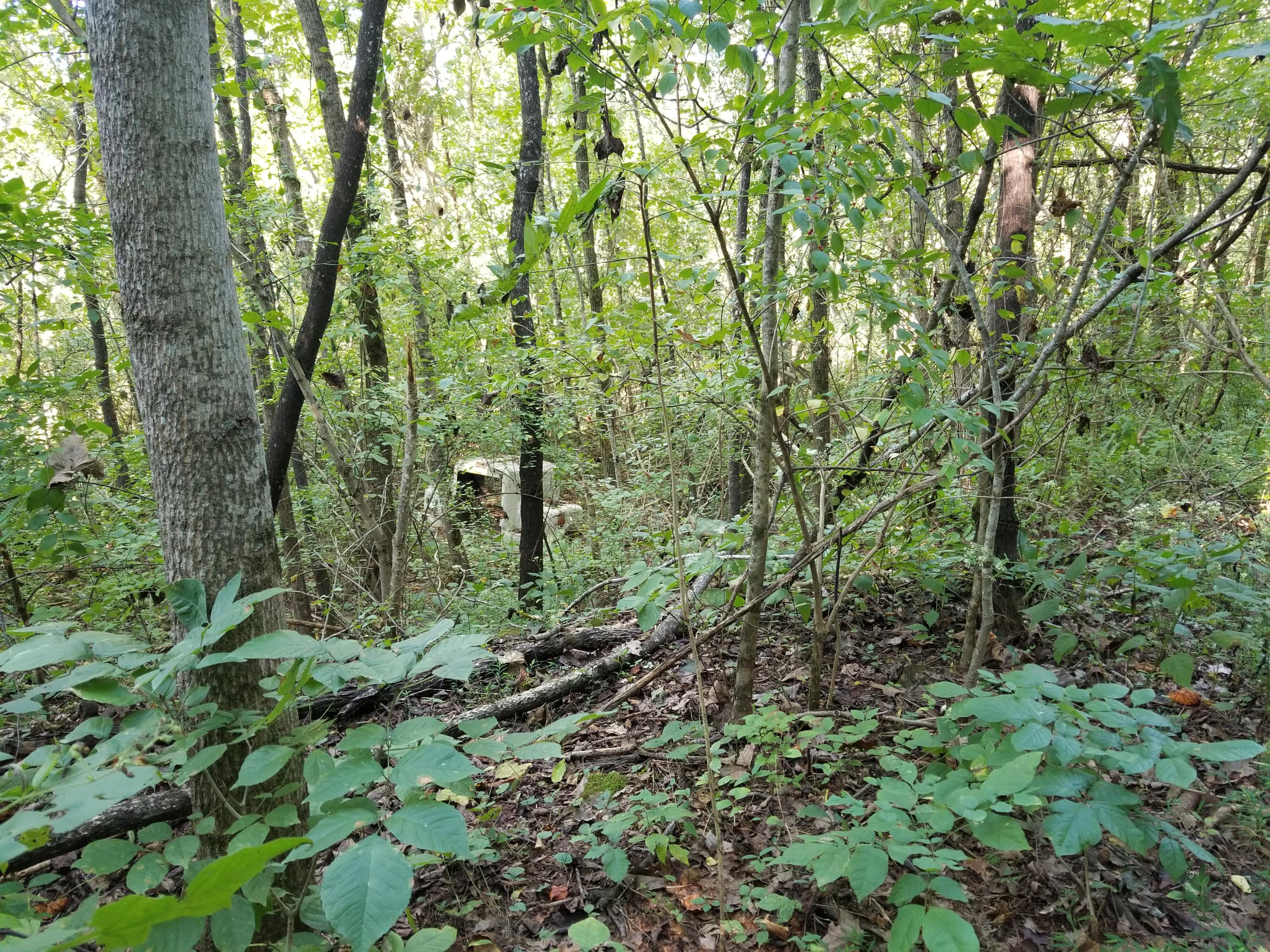 Dunlap Hollow Road Friendsville, TN 37737 - Photo 13 of 21 20200920_154802