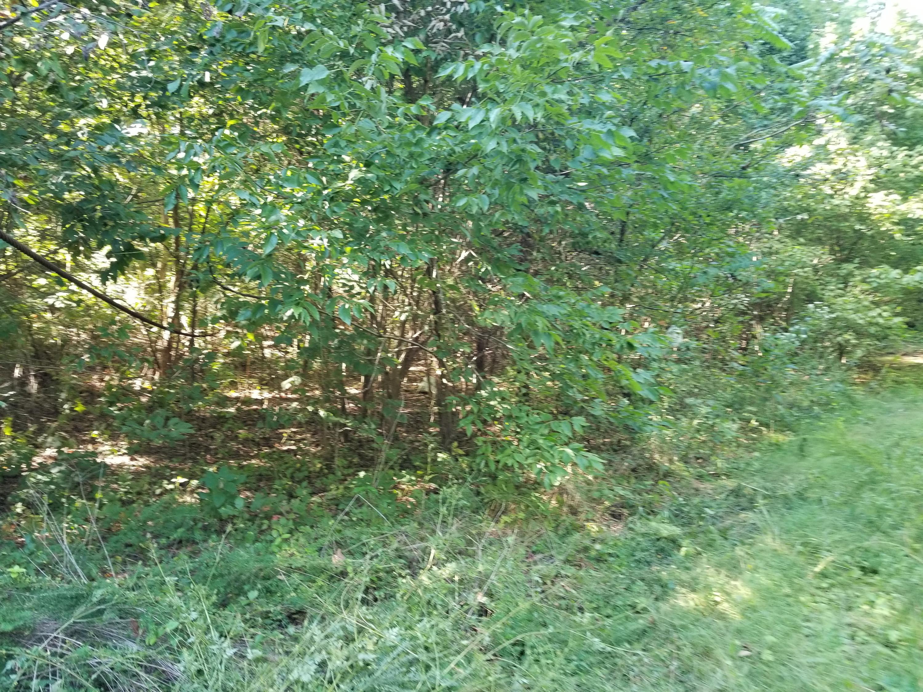 Dunlap Hollow Road Friendsville, TN 37737 - Photo 14 of 21 20200920_155554