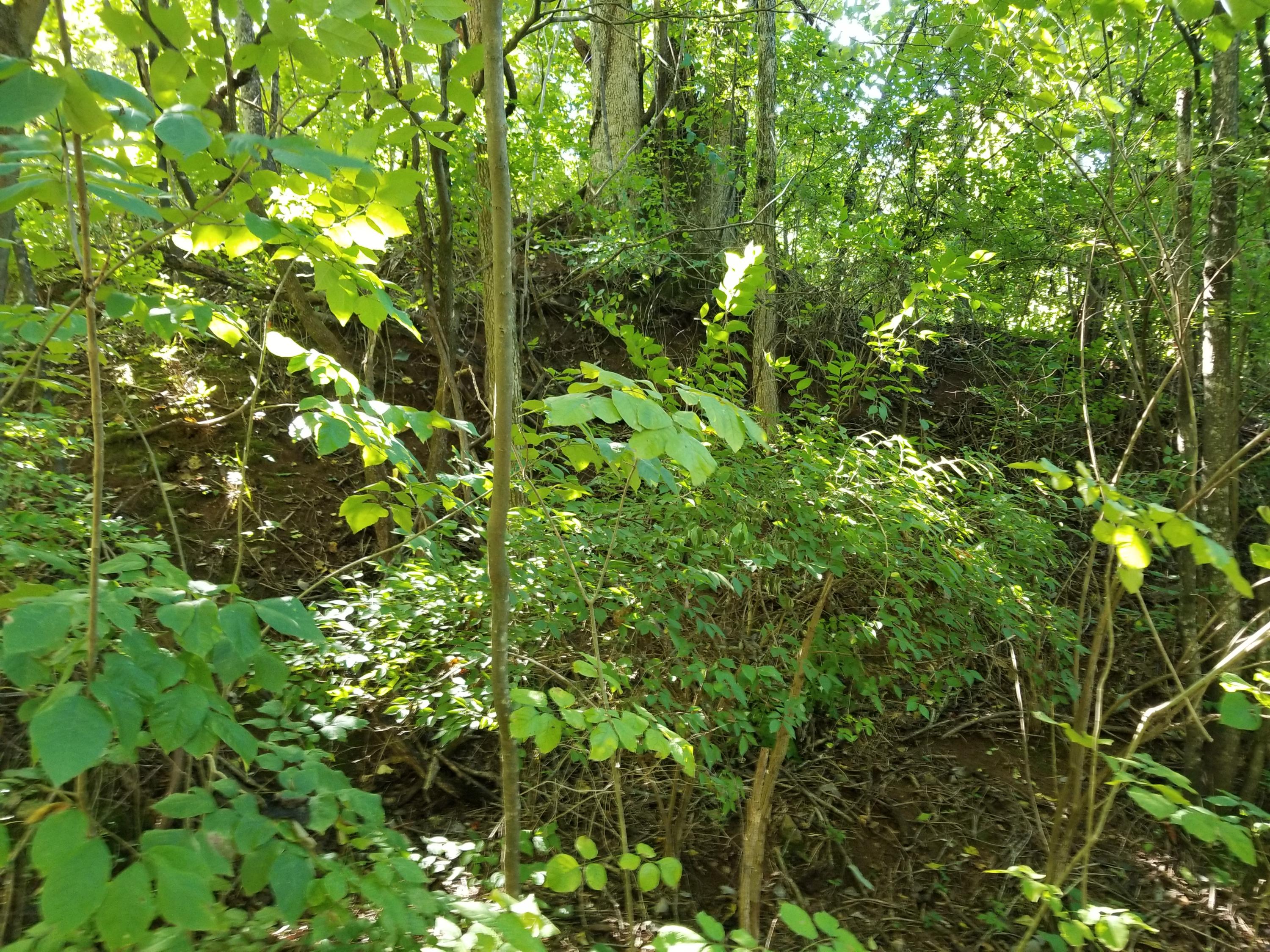 Dunlap Hollow Road Friendsville, TN 37737 - Photo 15 of 21 20200920_153347
