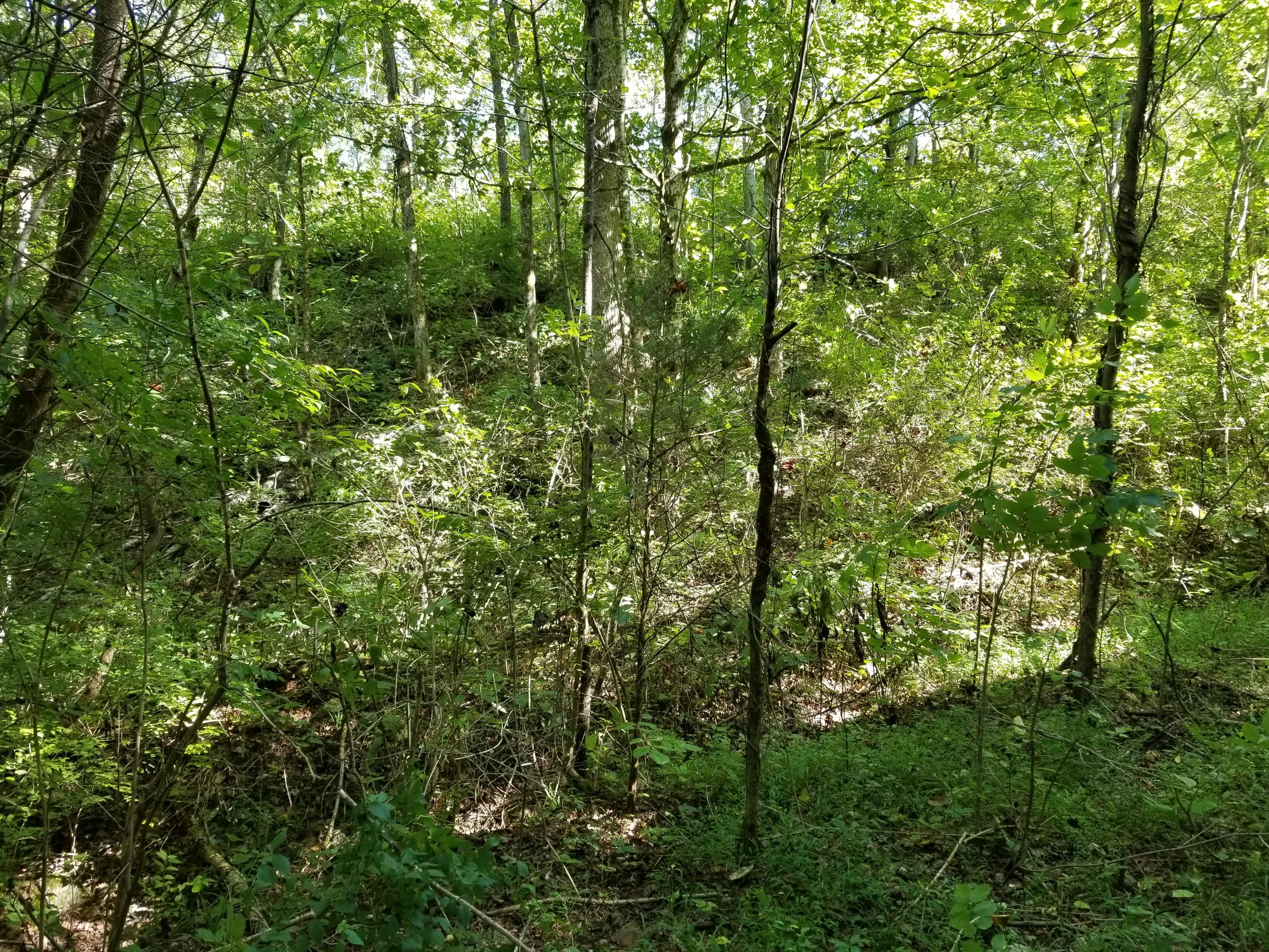 Dunlap Hollow Road Friendsville, TN 37737 - Photo 16 of 21 20200920_153414