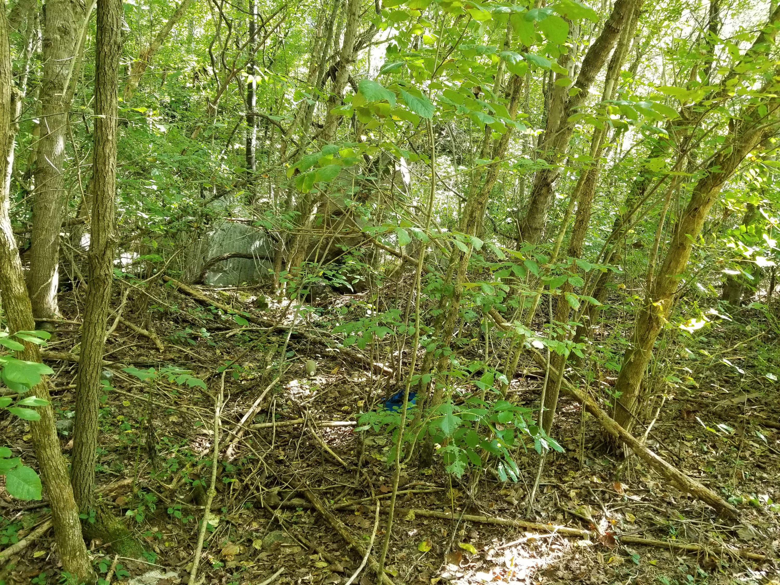 Dunlap Hollow Road Friendsville, TN 37737 - Photo 17 of 21 20200920_153541