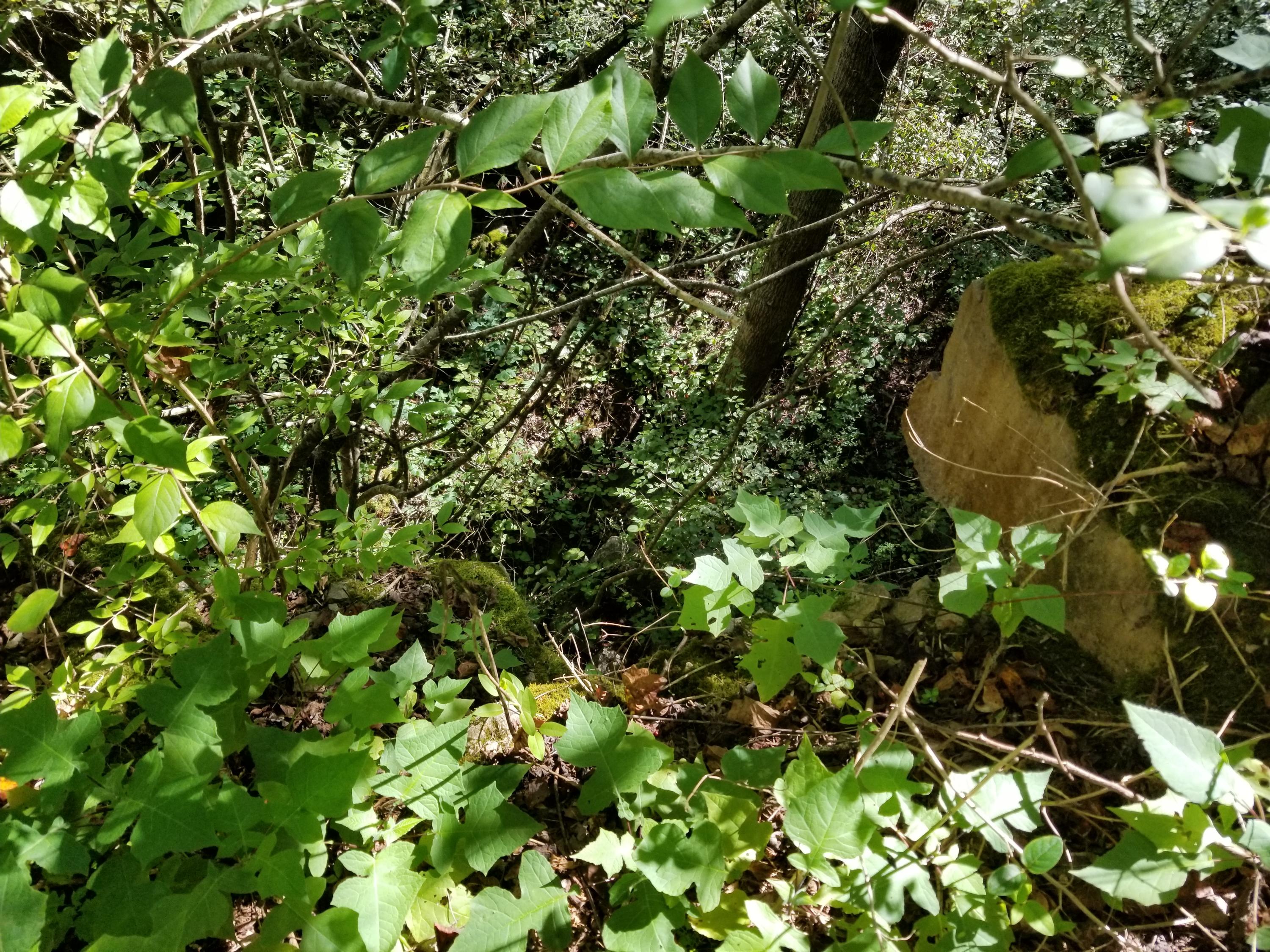 Dunlap Hollow Road Friendsville, TN 37737 - Photo 6 of 21 20200920_153914