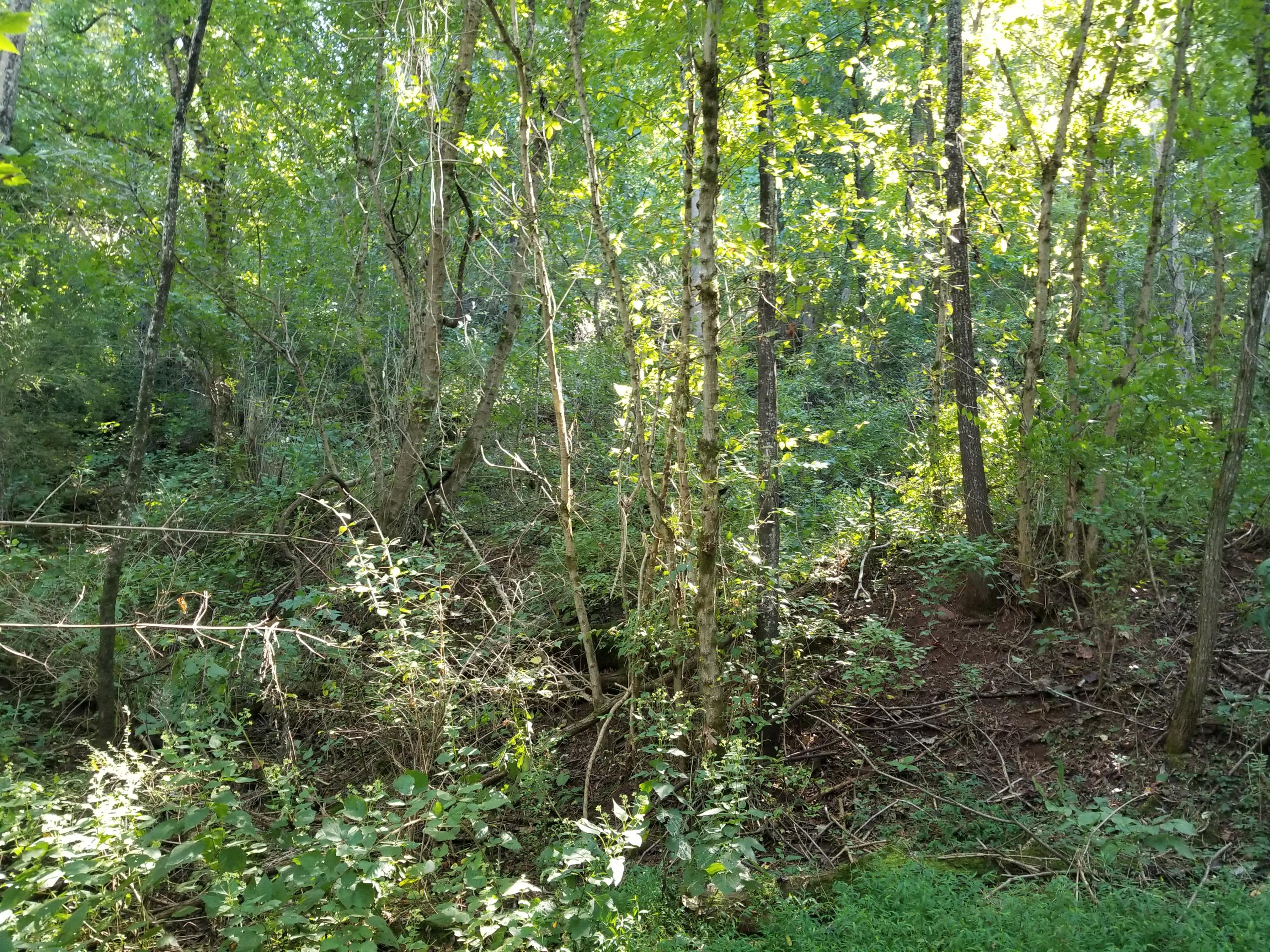 Dunlap Hollow Road Friendsville, TN 37737 - Photo 9 of 21 20200920_154458