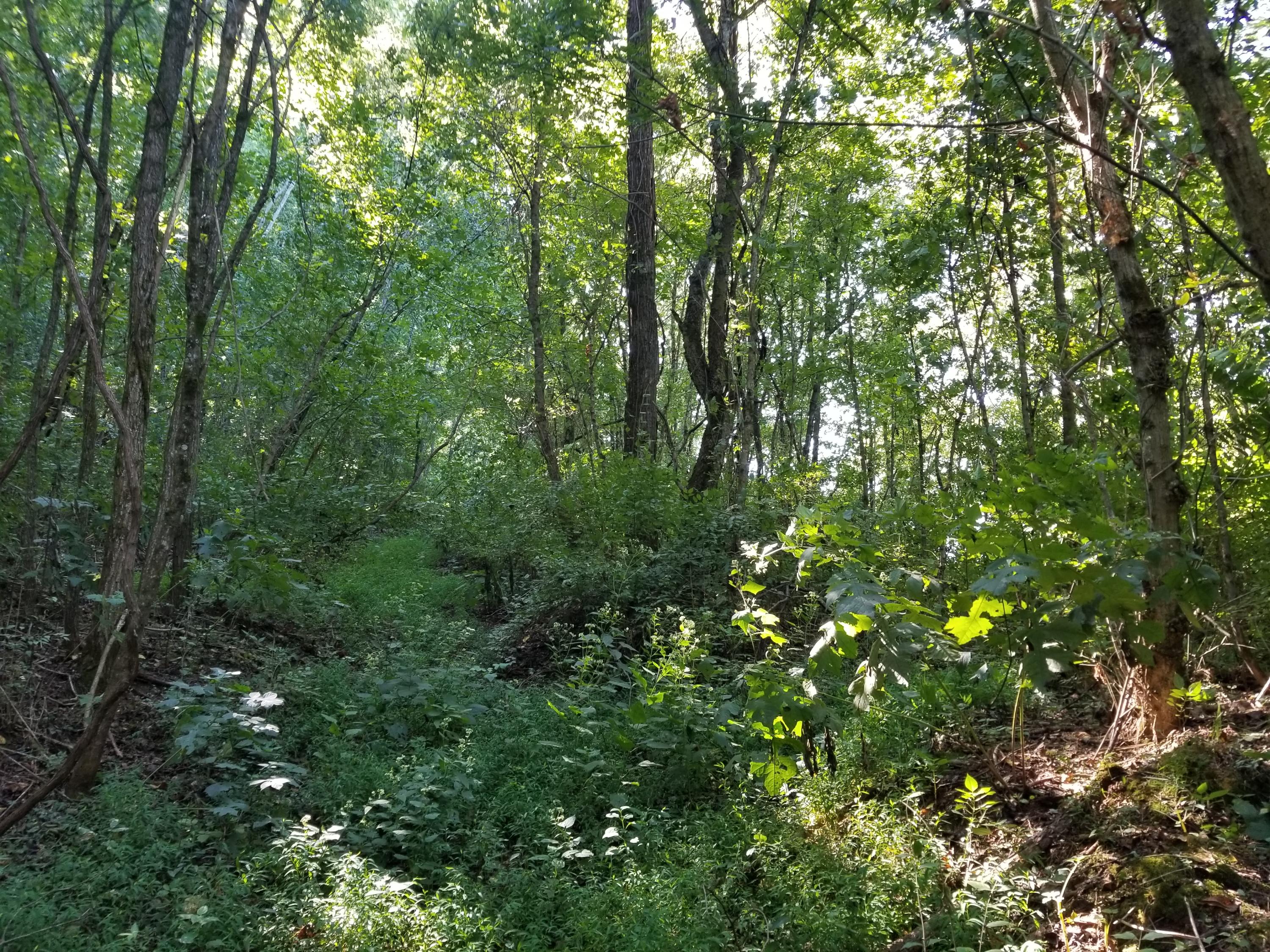 Dunlap Hollow Road Friendsville, TN 37737 - Photo 10 of 21 20200920_154502