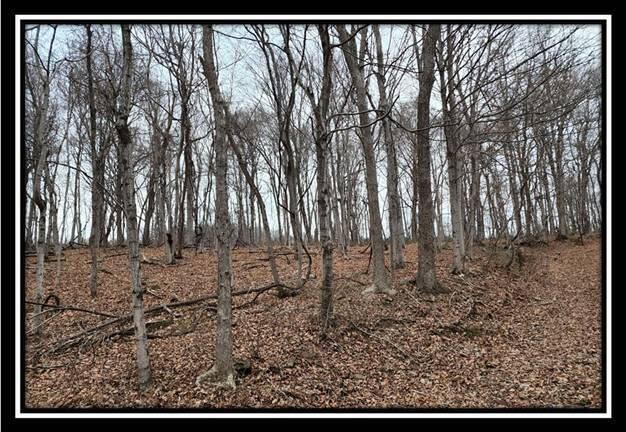 0 Black Run Road, Unit TRACT 8) Chillicothe, OH 45601 - Photo 32 of 47 image034