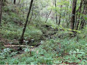 237 Kenny Way Del Rio, TN 37727 - Photo 16 of 21 Good Flowing CreekStream