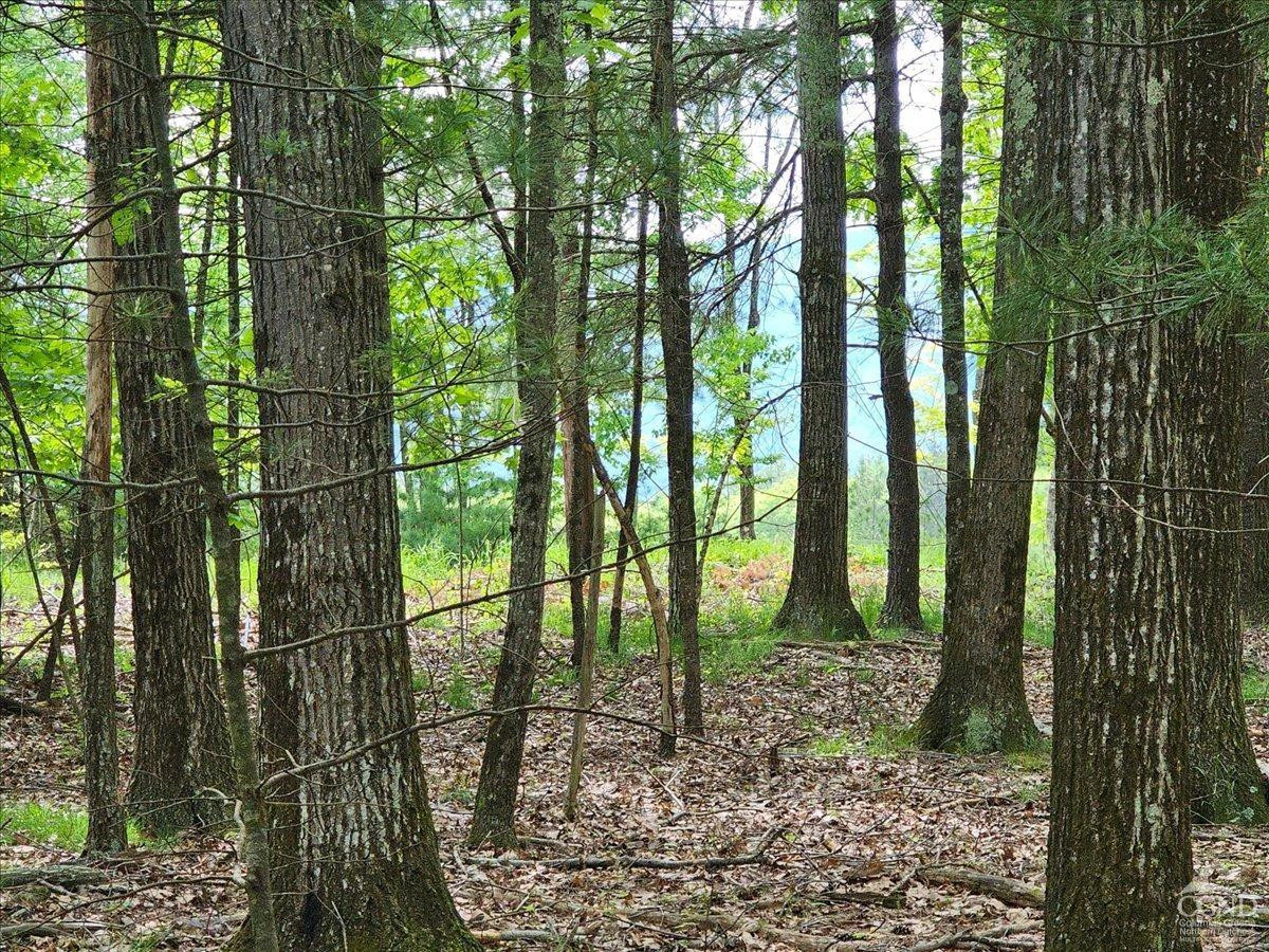 305 Maple Lawn Road Cairo, NY 12473 - Photo 11 of 16 a view of outdoor space with lots of trees