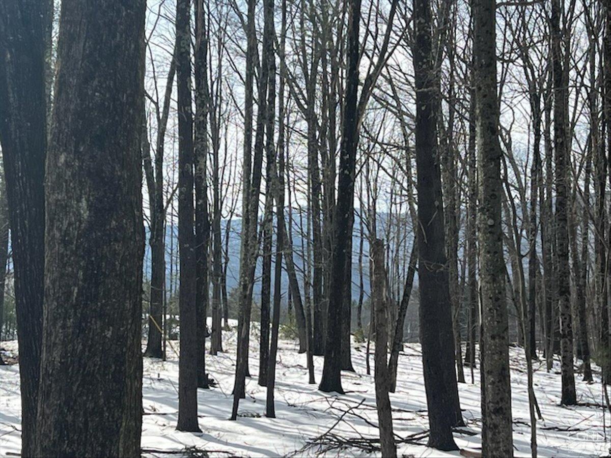 305 Maple Lawn Road Cairo, NY 12473 - Photo 4 of 16 a view of outdoor space with lots of trees