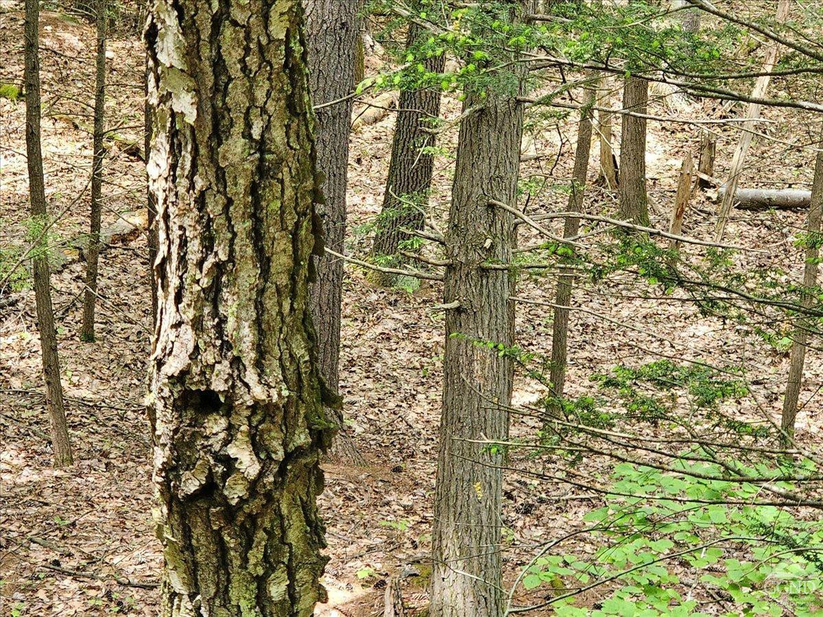 305 Maple Lawn Road Cairo, NY 12473 - Photo 5 of 16