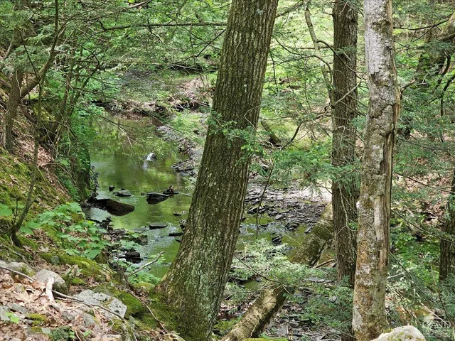 a view of a forest with a tree