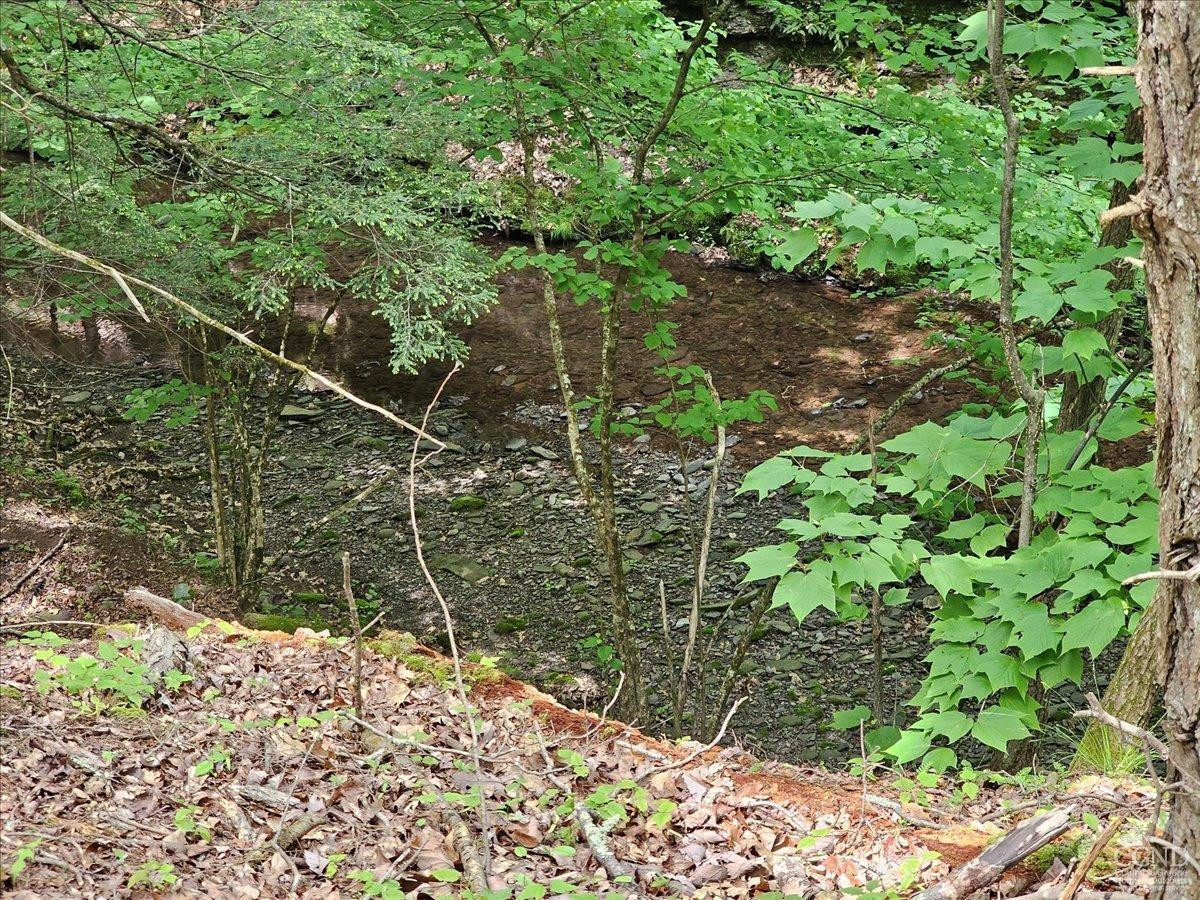 305 Maple Lawn Road Cairo, NY 12473 - Photo 8 of 16 a view of a forest with a tree