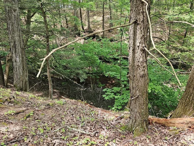 a view of outdoor space with lots of trees
