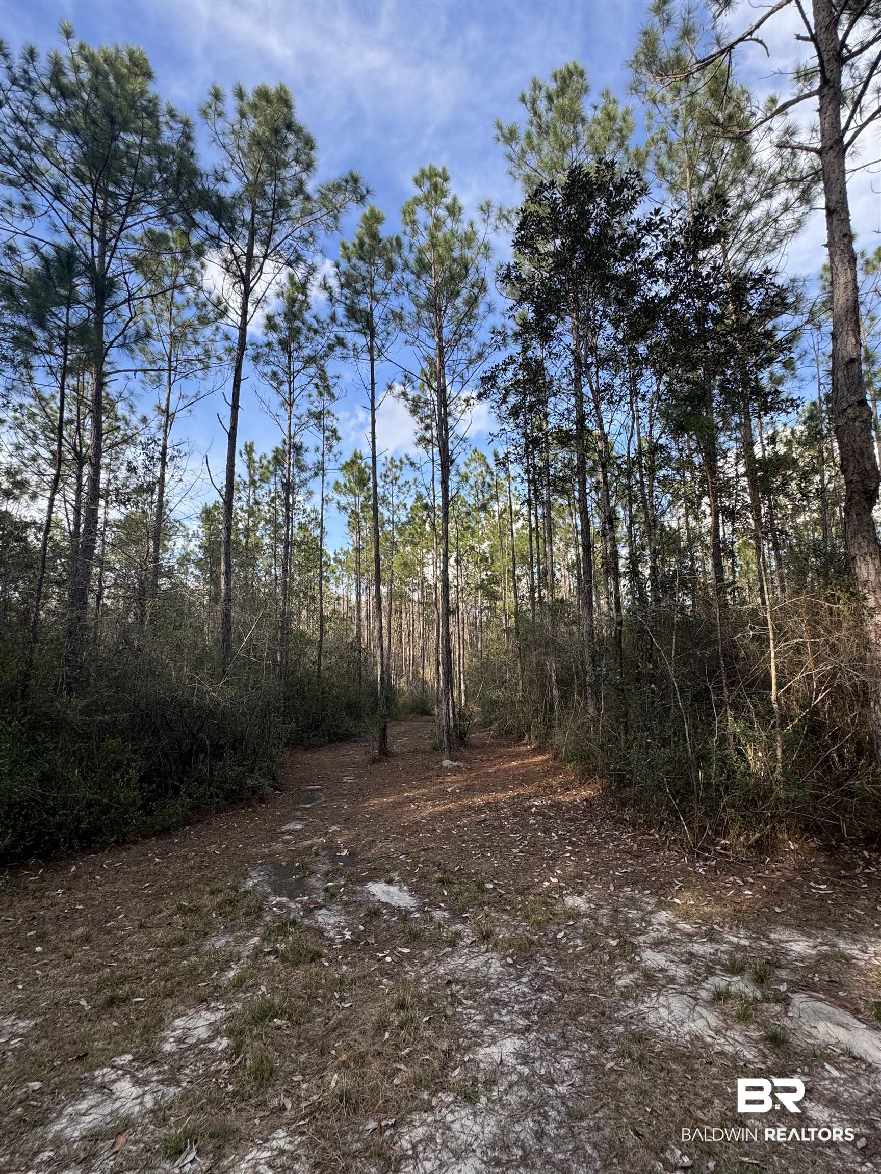 51235 Phillipsville Road Bay Minette, AL 36507 - Photo 57 of 63 View of local wilderness
